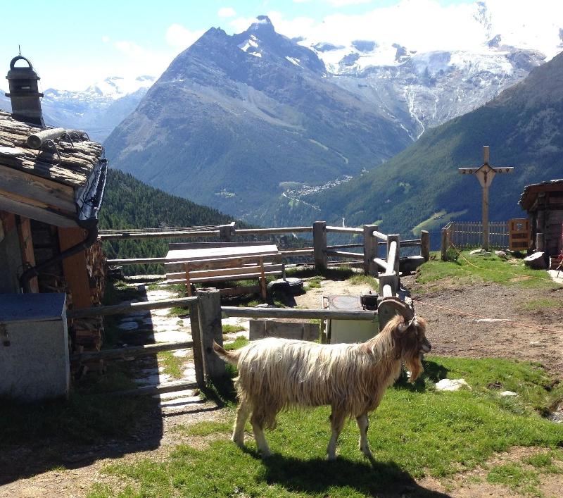 Hotel Kristall - Saphir - Genel