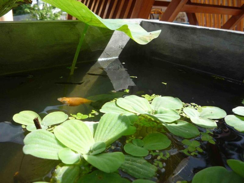 Chaweng Noi Residence - Genel