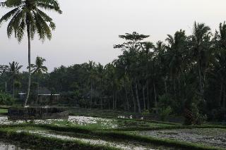 Ubud Syailendra fotoÄŸrafÄ±