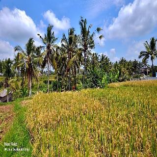 Ubud Syailendra fotoÄŸrafÄ±