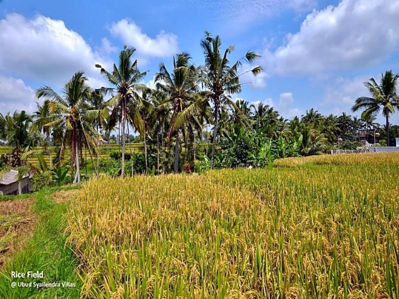 Ubud Syailendra - Genel