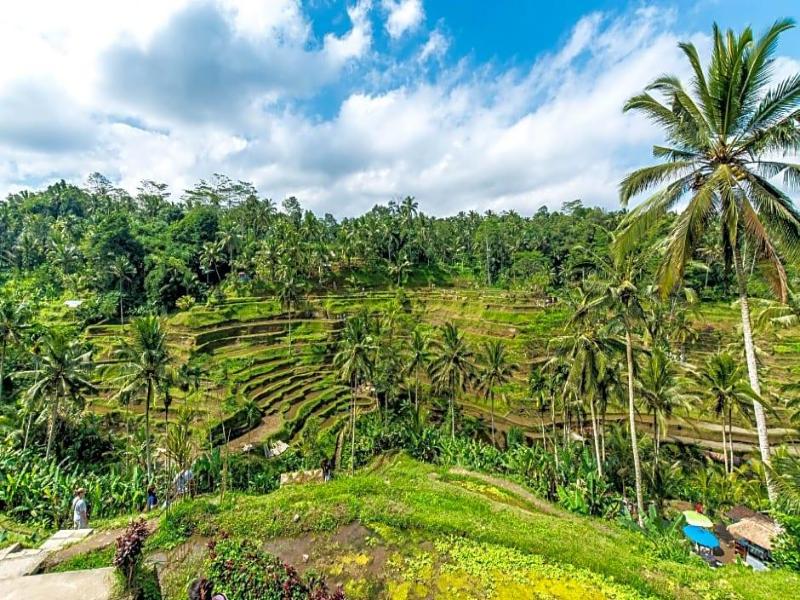 Ubud Syailendra - Genel