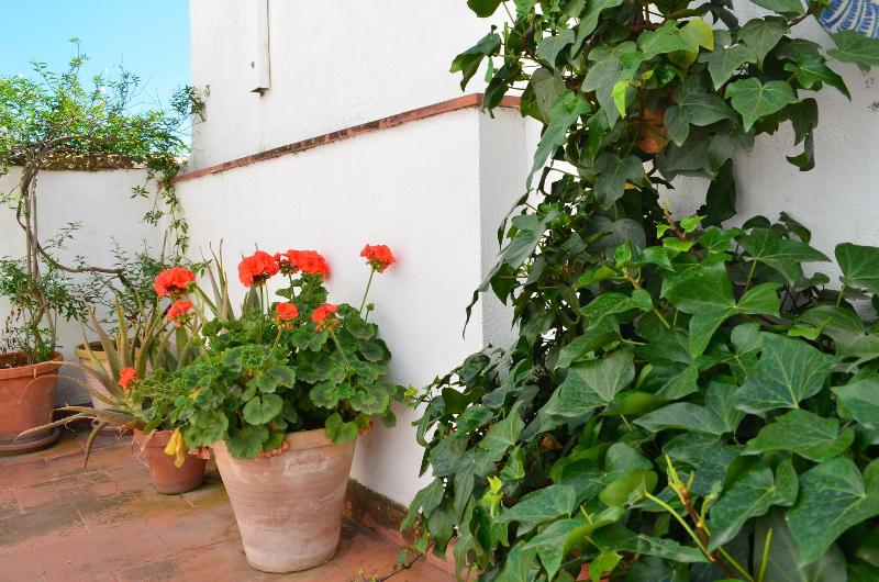 Santa Isabel La Real - Teras