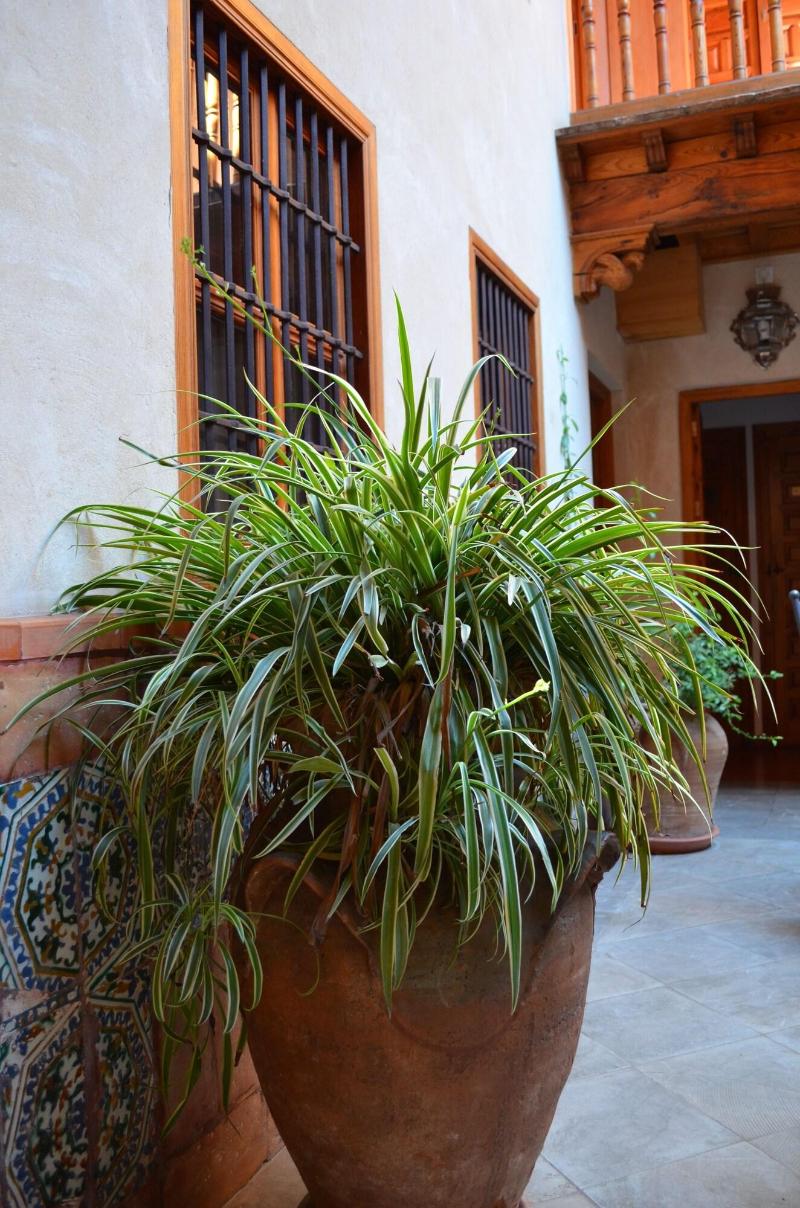 Santa Isabel La Real - Teras