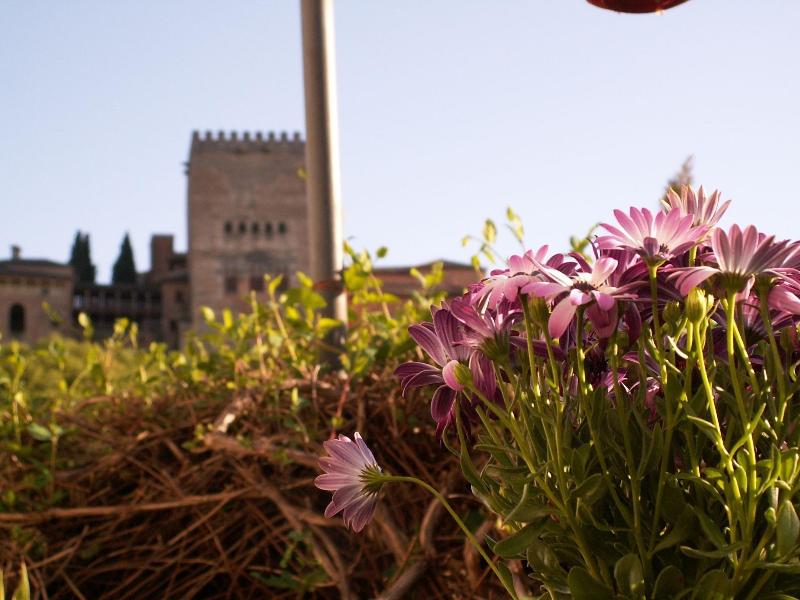 Oasis Backpackers Hostel Granada - Oda