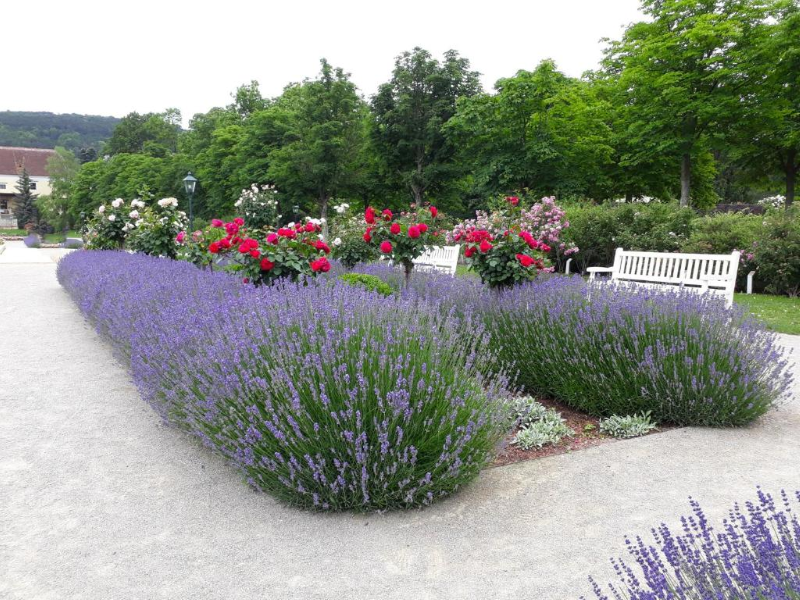 Pytloun Schlosshotel Weikersdorf - Genel
