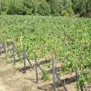 Quinta Do Albergue Do Bonjardim fotoÄŸrafÄ±