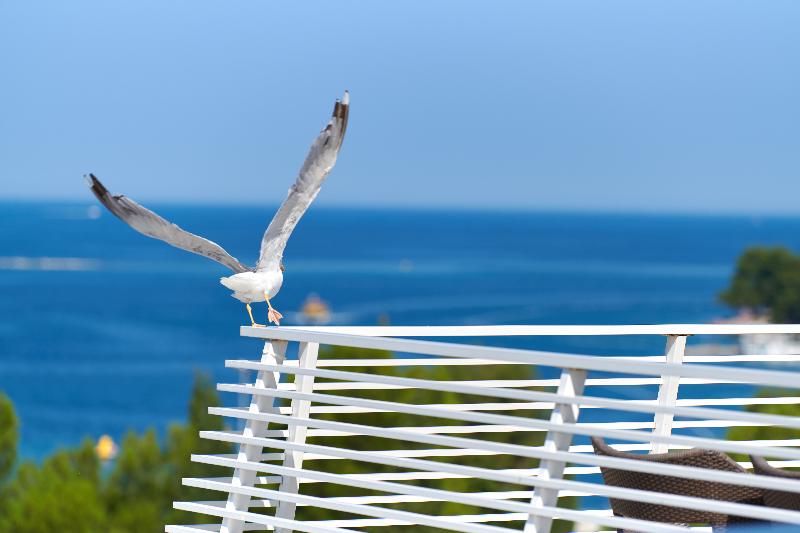 Hotel Albatros Plava Laguna - Genel