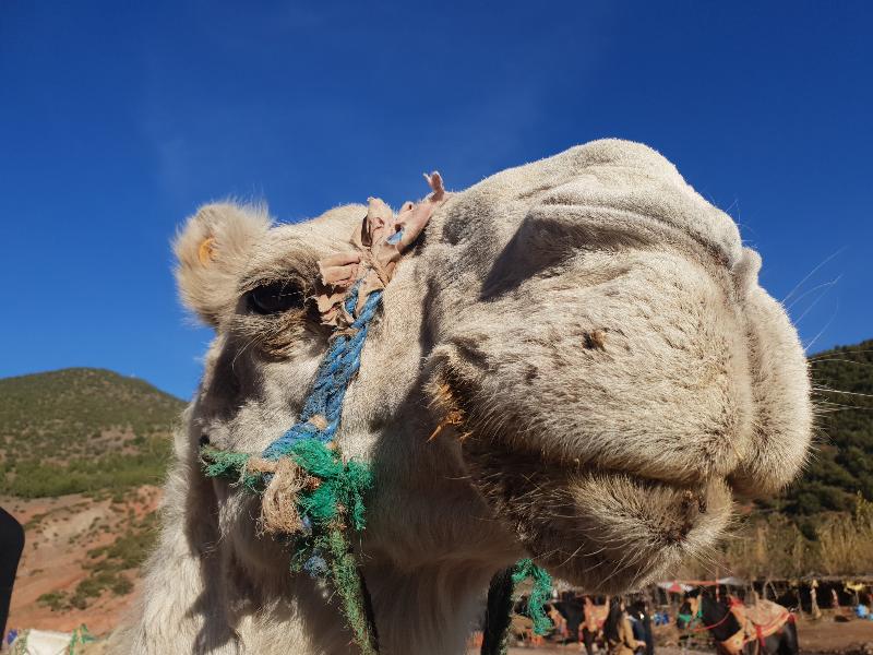 Kasbah Africa - Aktivite