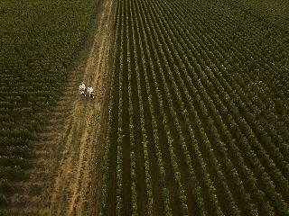 Le Montrachet fotoÄŸrafÄ±