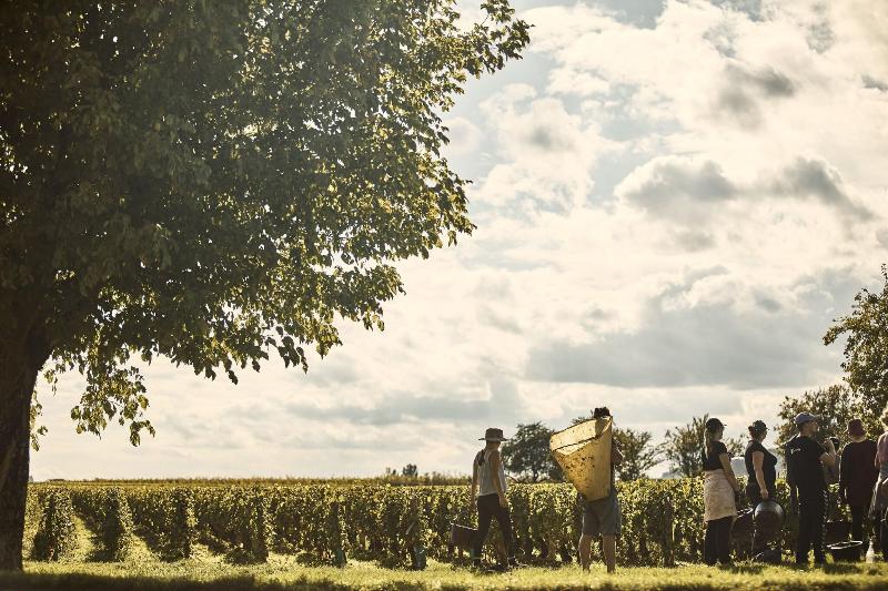 Le Montrachet - Teras