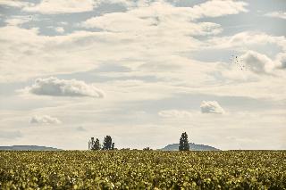 Le Montrachet fotoÄŸrafÄ±