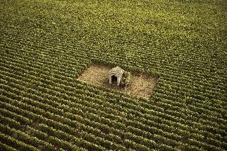 Le Montrachet fotoÄŸrafÄ±