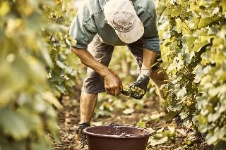 Le Montrachet fotoÄŸrafÄ±