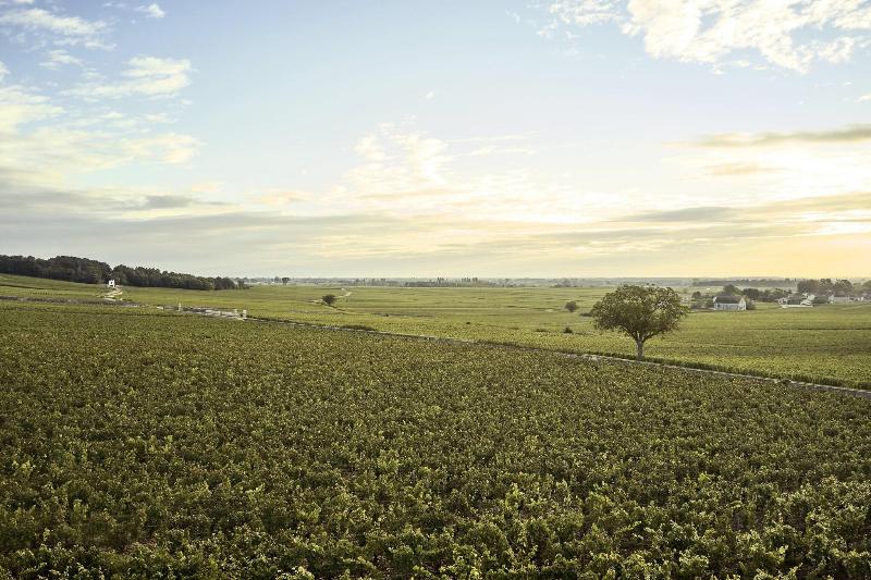 Le Montrachet - Teras