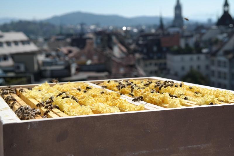 Hotel Schweizerhof Bern & Spa - Genel
