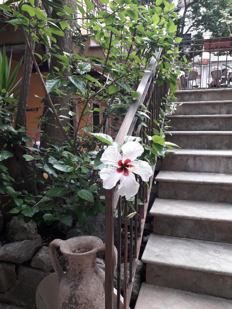 Villa Antica - Genel