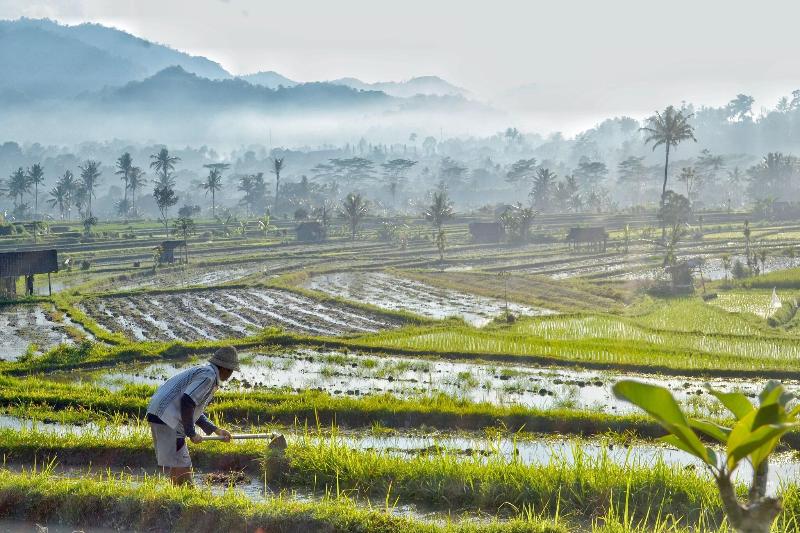 Samanvaya Bali - Genel