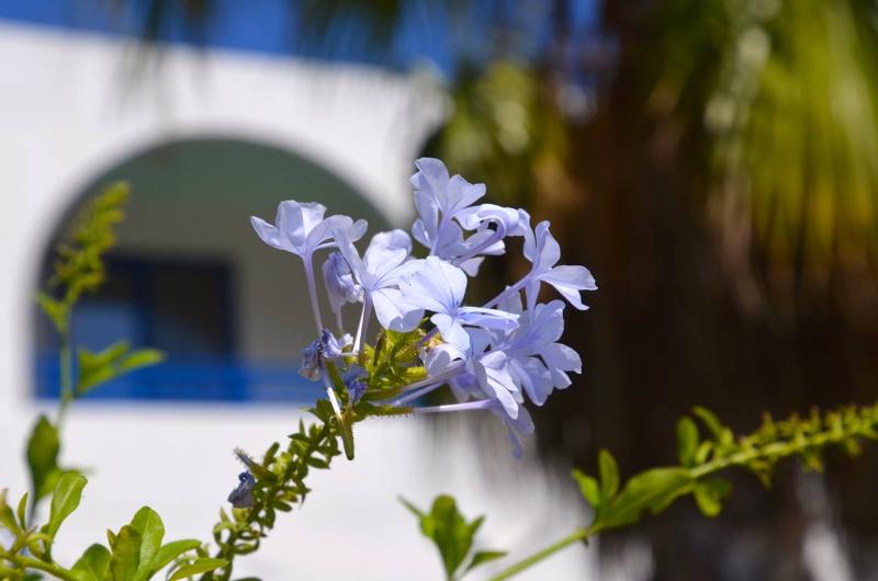 Nitsa Apartments - Genel