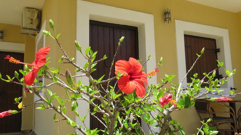 Villa Medusa - Genel