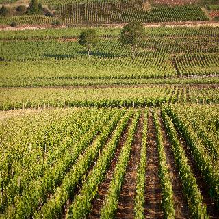 Kyriad Prestige Le Panorama Beaune fotoÄŸrafÄ±