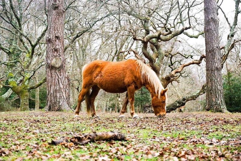 New Forest Lodge - Genel