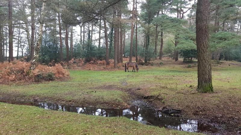 New Forest Lodge - Genel