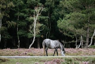 New Forest Lodge fotoÄŸrafÄ±
