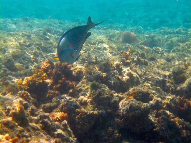 Mercure Hurghada Hotel - Aktivite