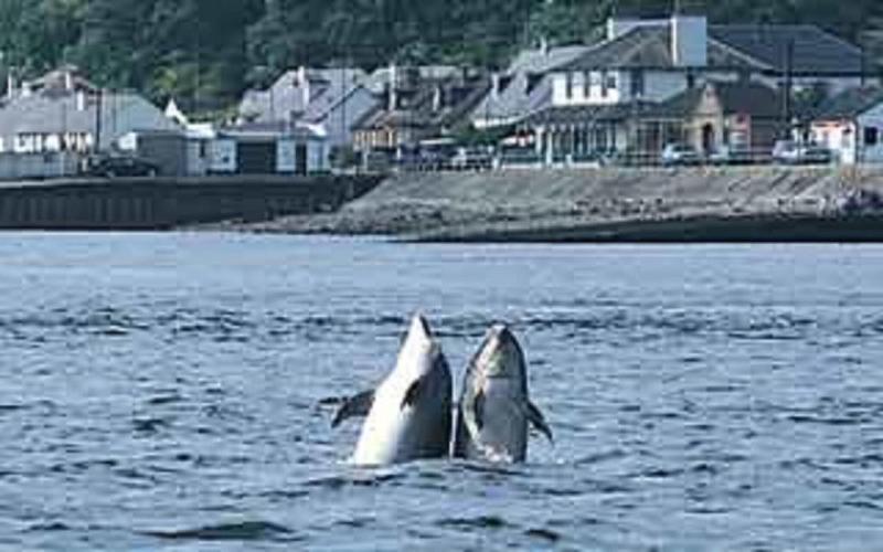 North Kessock Hotel - Genel