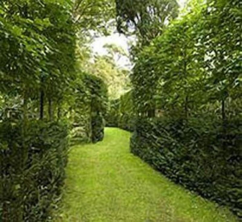 The Guyers House Hotel - Teras