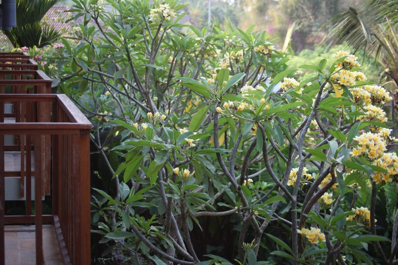 Ubud Wana Resort - Oda