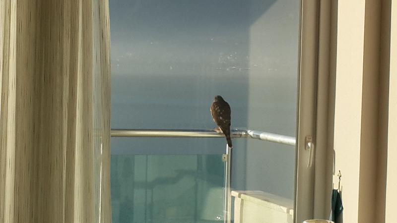 Sovalye Hotel - Teras