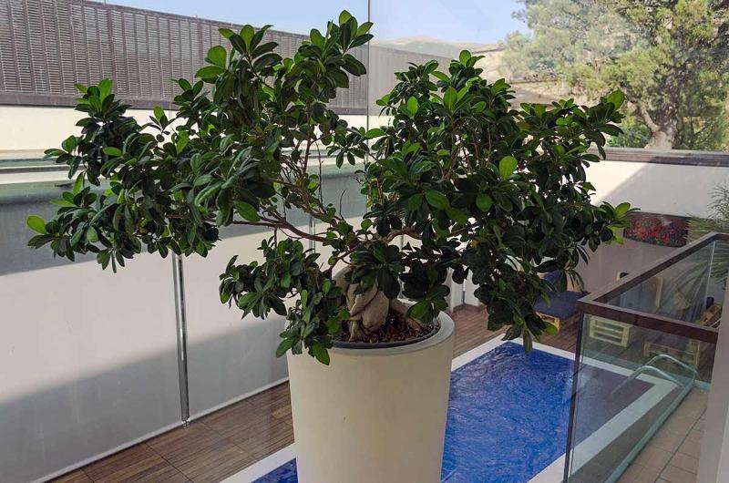 Dal Moro Gallery Hotel - Havuz