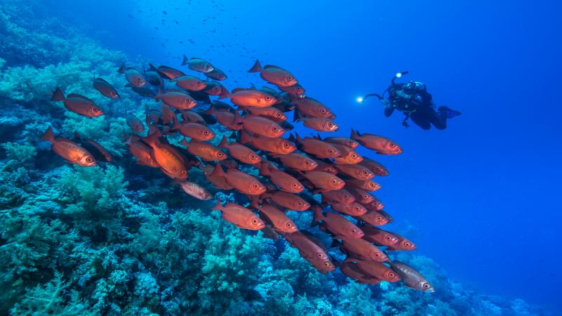 Viva Blue Resort & Diving - Plaj