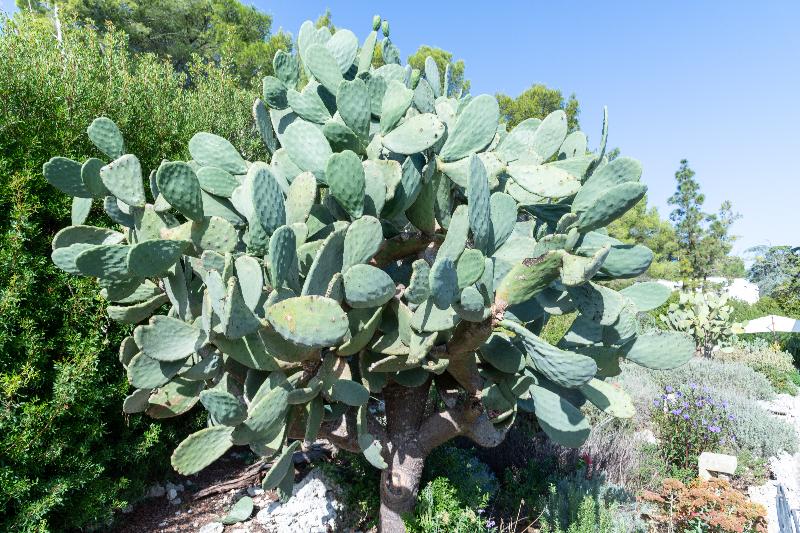 Masseria Caliani - Lobi
