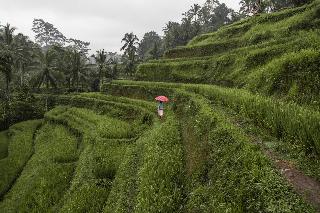 The Westin Resort & Spa Ubud, Bali fotoÄŸrafÄ±