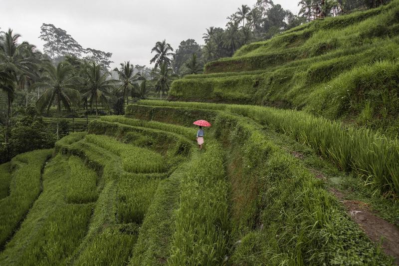 The Westin Resort & Spa Ubud, Bali - Genel