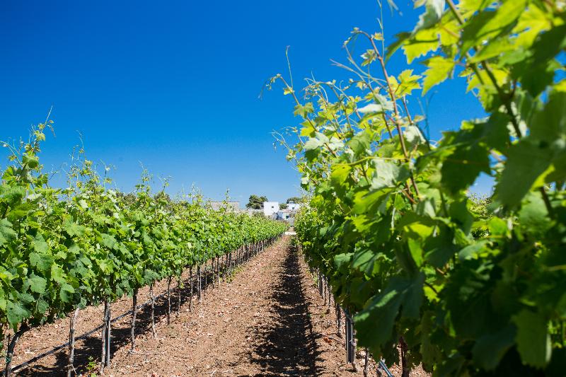 Tenuta del Barco - Lobi