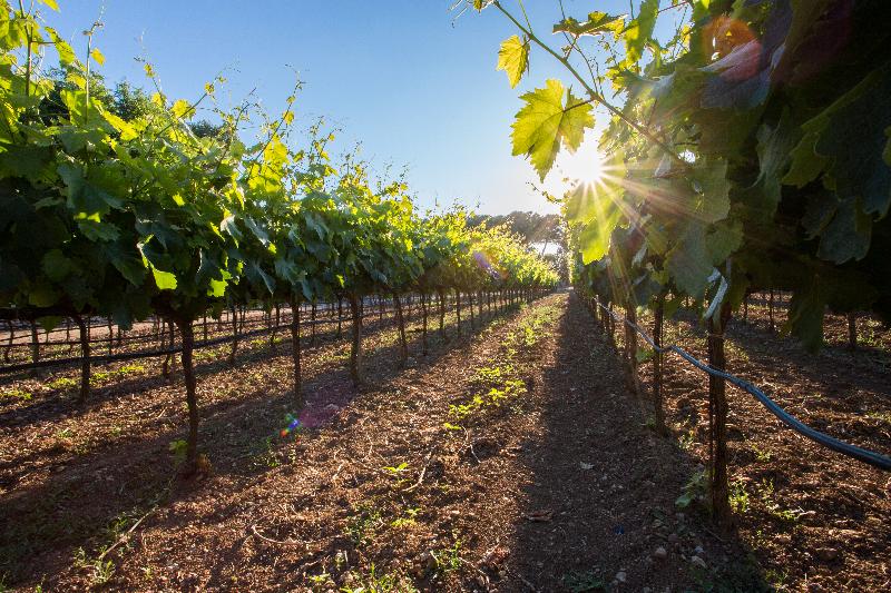Tenuta del Barco - Genel