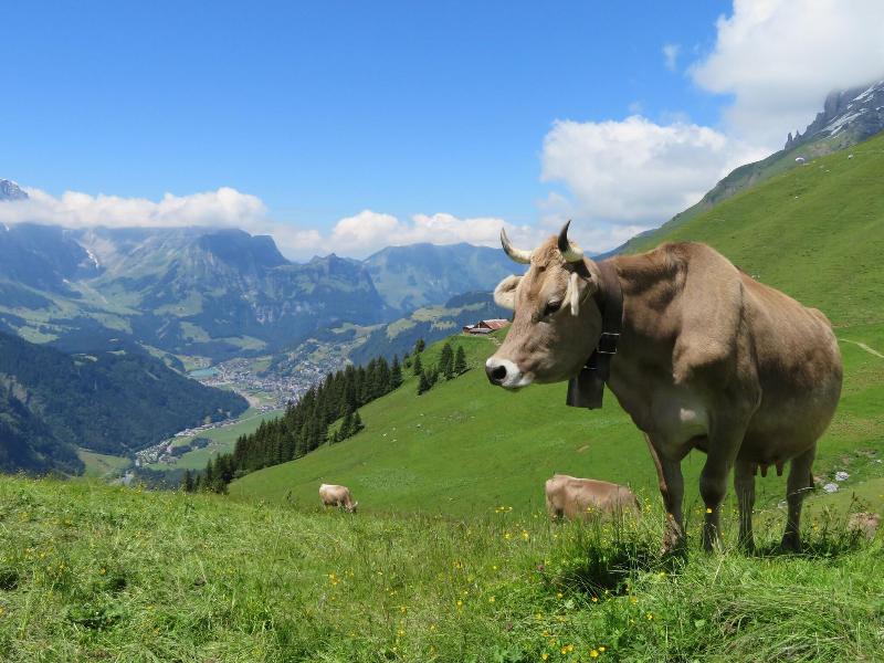 H+ Hotel & Spa Engelberg - Aktivite