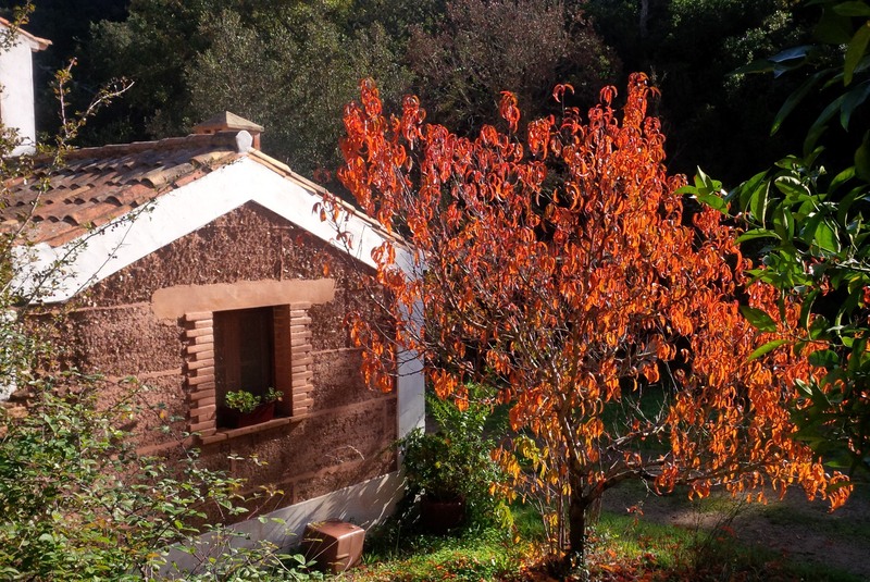 Casa das Cercas - Genel