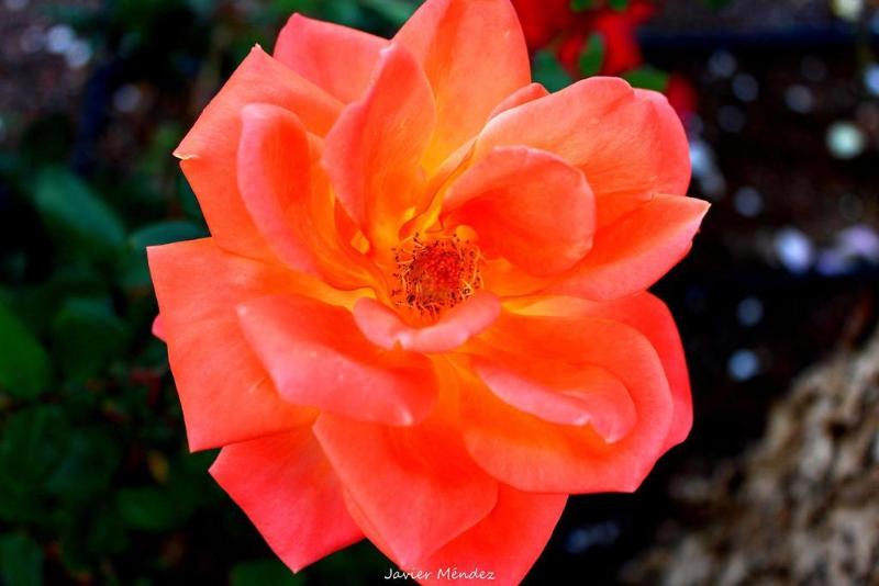 Las Rosas - Genel