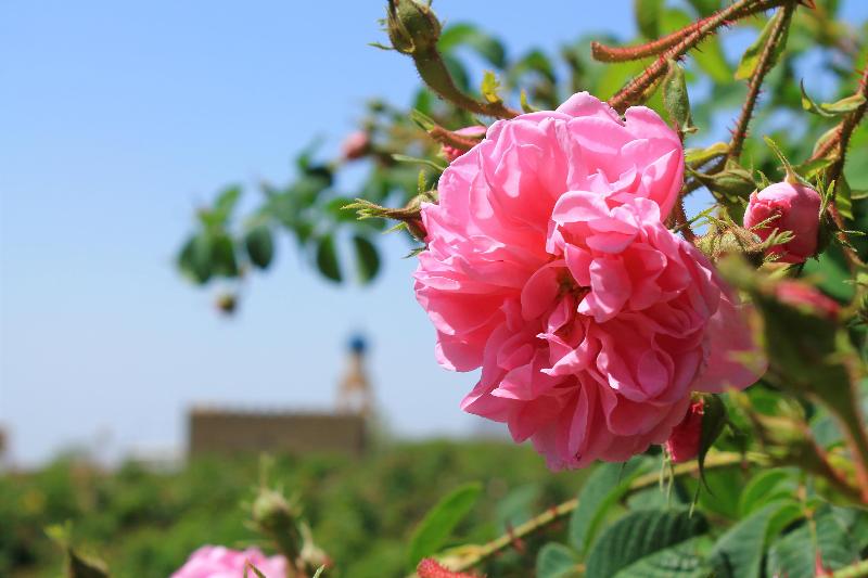 Alila Jabal Akhdar - Genel