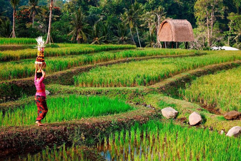 Mandapa, A Ritz-Carlton Reserve - Genel