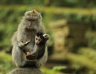 Mandapa, A Ritz-Carlton Reserve fotoÄŸrafÄ±