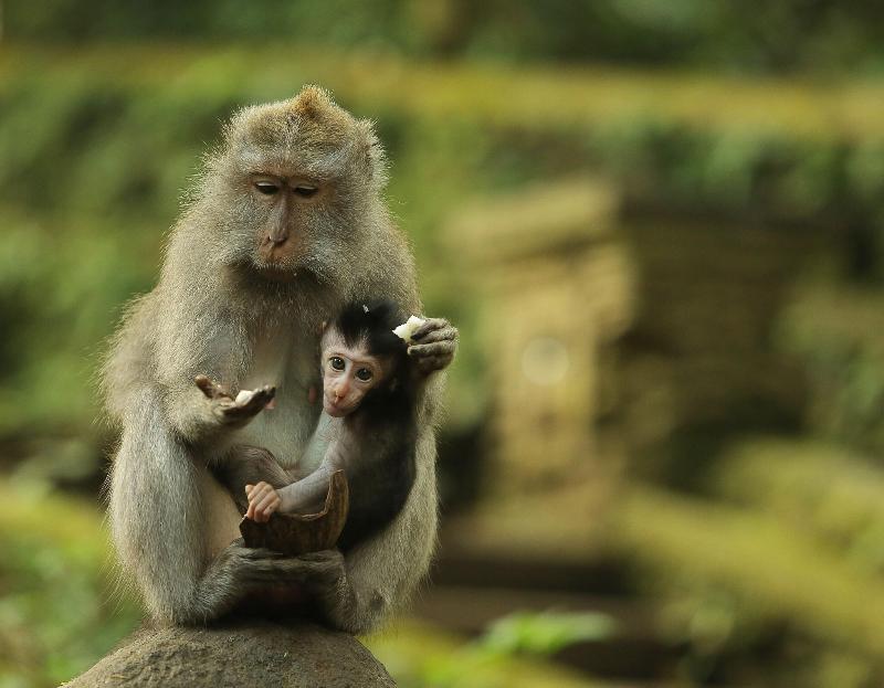 Mandapa, A Ritz-Carlton Reserve - Genel