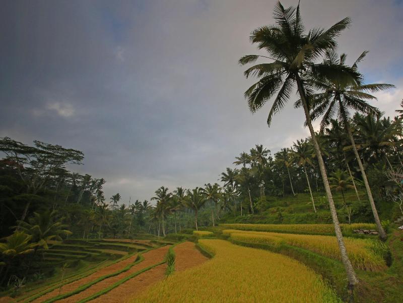 Mandapa, A Ritz-Carlton Reserve - Genel