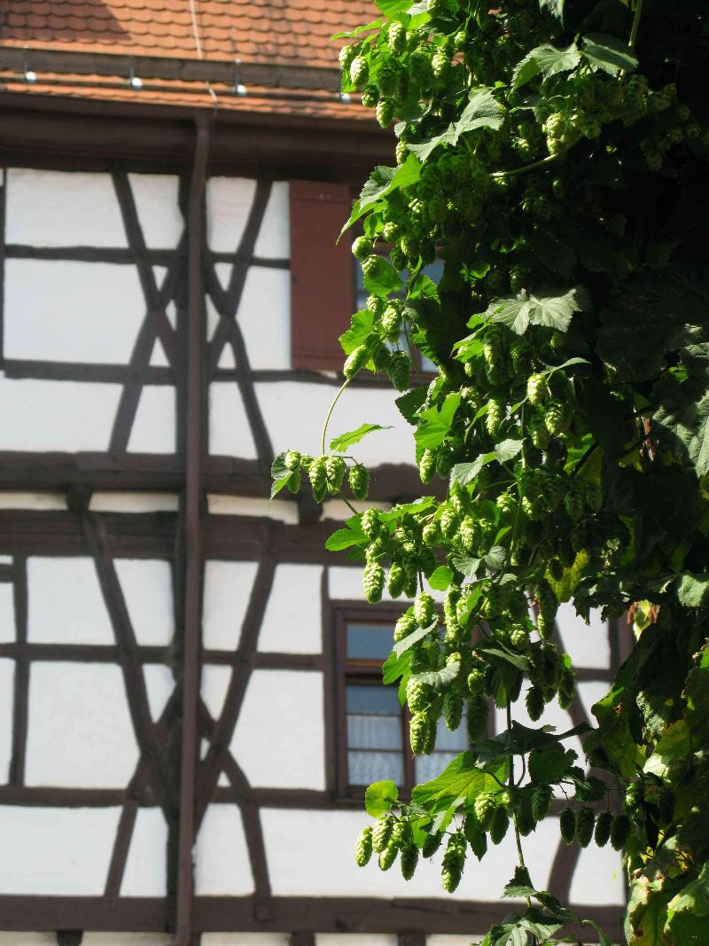 Best Western Plus BierKultur Hotel Schwanen - Genel