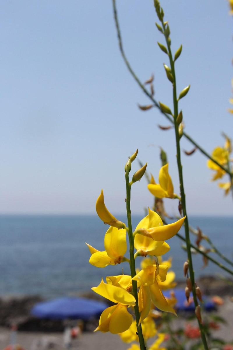 Mediterraneo MHM - Aktivite